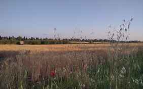 Die weiten Felder rund um das Agriturismo